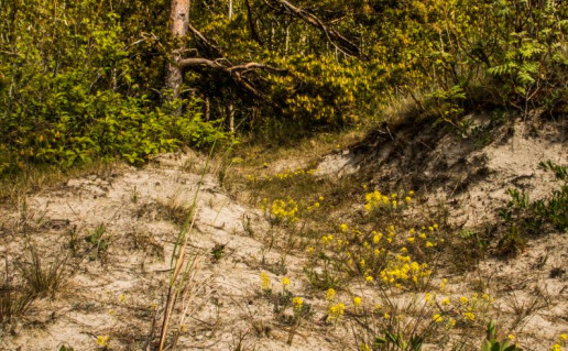 3_Nemirseta_kopos (3).jpg